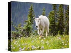 Mountain Goat in Wildflower Meadow, Logan Pass, Glacier National Park, Montana, USA-Jamie & Judy Wild-Stretched Canvas