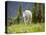 Mountain Goat in Wildflower Meadow, Logan Pass, Glacier National Park, Montana, USA-Jamie & Judy Wild-Stretched Canvas