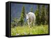 Mountain Goat in Wildflower Meadow, Logan Pass, Glacier National Park, Montana, USA-Jamie & Judy Wild-Framed Stretched Canvas