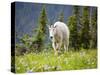 Mountain Goat in Wildflower Meadow, Logan Pass, Glacier National Park, Montana, USA-Jamie & Judy Wild-Stretched Canvas