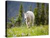 Mountain Goat in Wildflower Meadow, Logan Pass, Glacier National Park, Montana, USA-Jamie & Judy Wild-Stretched Canvas