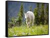 Mountain Goat in Wildflower Meadow, Logan Pass, Glacier National Park, Montana, USA-Jamie & Judy Wild-Framed Stretched Canvas