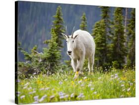 Mountain Goat in Wildflower Meadow, Logan Pass, Glacier National Park, Montana, USA-Jamie & Judy Wild-Stretched Canvas