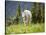 Mountain Goat in Wildflower Meadow, Logan Pass, Glacier National Park, Montana, USA-Jamie & Judy Wild-Stretched Canvas