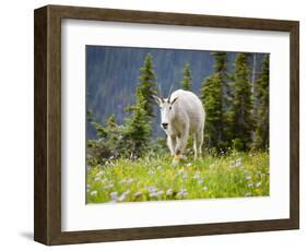 Mountain Goat in Wildflower Meadow, Logan Pass, Glacier National Park, Montana, USA-Jamie & Judy Wild-Framed Photographic Print