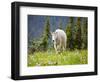 Mountain Goat in Wildflower Meadow, Logan Pass, Glacier National Park, Montana, USA-Jamie & Judy Wild-Framed Photographic Print