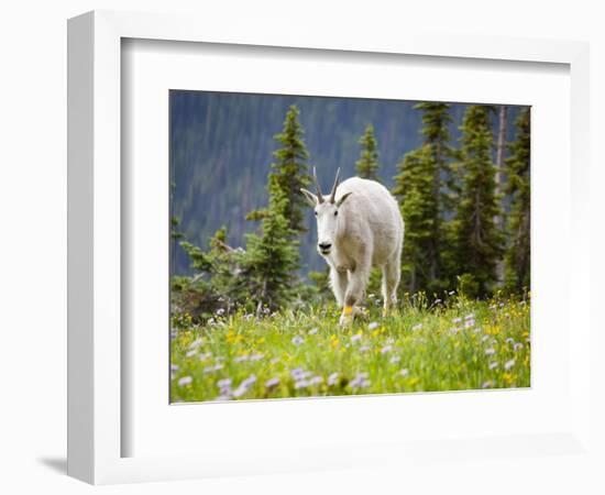 Mountain Goat in Wildflower Meadow, Logan Pass, Glacier National Park, Montana, USA-Jamie & Judy Wild-Framed Photographic Print