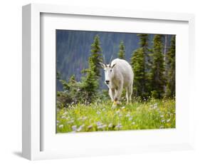 Mountain Goat in Wildflower Meadow, Logan Pass, Glacier National Park, Montana, USA-Jamie & Judy Wild-Framed Photographic Print