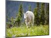 Mountain Goat in Wildflower Meadow, Logan Pass, Glacier National Park, Montana, USA-Jamie & Judy Wild-Mounted Photographic Print