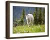 Mountain Goat in Wildflower Meadow, Logan Pass, Glacier National Park, Montana, USA-Jamie & Judy Wild-Framed Photographic Print