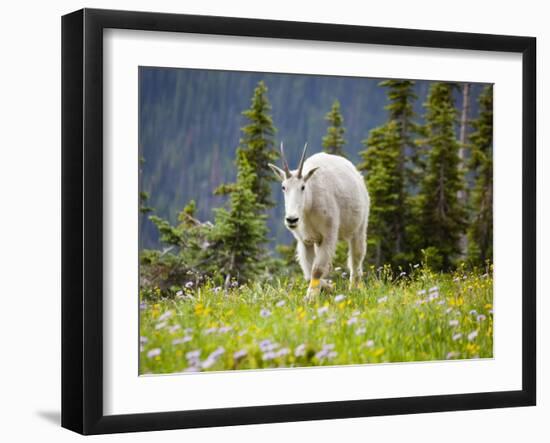 Mountain Goat in Wildflower Meadow, Logan Pass, Glacier National Park, Montana, USA-Jamie & Judy Wild-Framed Photographic Print