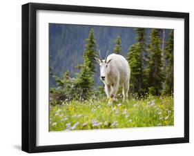 Mountain Goat in Wildflower Meadow, Logan Pass, Glacier National Park, Montana, USA-Jamie & Judy Wild-Framed Photographic Print