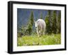 Mountain Goat in Wildflower Meadow, Logan Pass, Glacier National Park, Montana, USA-Jamie & Judy Wild-Framed Photographic Print