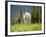 Mountain Goat in Wildflower Meadow, Logan Pass, Glacier National Park, Montana, USA-Jamie & Judy Wild-Framed Photographic Print