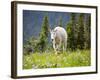 Mountain Goat in Wildflower Meadow, Logan Pass, Glacier National Park, Montana, USA-Jamie & Judy Wild-Framed Photographic Print