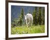 Mountain Goat in Wildflower Meadow, Logan Pass, Glacier National Park, Montana, USA-Jamie & Judy Wild-Framed Photographic Print