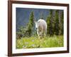 Mountain Goat in Wildflower Meadow, Logan Pass, Glacier National Park, Montana, USA-Jamie & Judy Wild-Framed Photographic Print