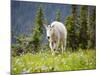 Mountain Goat in Wildflower Meadow, Logan Pass, Glacier National Park, Montana, USA-Jamie & Judy Wild-Mounted Photographic Print