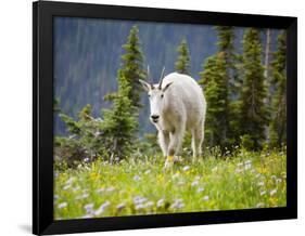 Mountain Goat in Wildflower Meadow, Logan Pass, Glacier National Park, Montana, USA-Jamie & Judy Wild-Framed Photographic Print