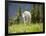 Mountain Goat in Wildflower Meadow, Logan Pass, Glacier National Park, Montana, USA-Jamie & Judy Wild-Framed Photographic Print