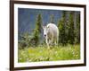 Mountain Goat in Wildflower Meadow, Logan Pass, Glacier National Park, Montana, USA-Jamie & Judy Wild-Framed Photographic Print