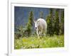 Mountain Goat in Wildflower Meadow, Logan Pass, Glacier National Park, Montana, USA-Jamie & Judy Wild-Framed Photographic Print