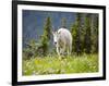 Mountain Goat in Wildflower Meadow, Logan Pass, Glacier National Park, Montana, USA-Jamie & Judy Wild-Framed Photographic Print