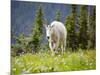 Mountain Goat in Wildflower Meadow, Logan Pass, Glacier National Park, Montana, USA-Jamie & Judy Wild-Mounted Photographic Print