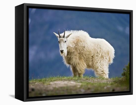 Mountain Goat, Jasper National Park, Alberta, Canada-Larry Ditto-Framed Stretched Canvas