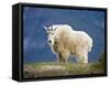 Mountain Goat, Jasper National Park, Alberta, Canada-Larry Ditto-Framed Stretched Canvas