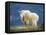 Mountain Goat, Jasper National Park, Alberta, Canada-Larry Ditto-Framed Stretched Canvas