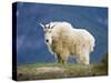 Mountain Goat, Jasper National Park, Alberta, Canada-Larry Ditto-Stretched Canvas