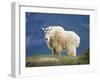 Mountain Goat, Jasper National Park, Alberta, Canada-Larry Ditto-Framed Photographic Print