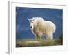 Mountain Goat, Jasper National Park, Alberta, Canada-Larry Ditto-Framed Photographic Print