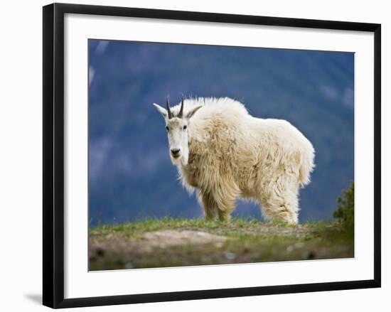 Mountain Goat, Jasper National Park, Alberta, Canada-Larry Ditto-Framed Photographic Print