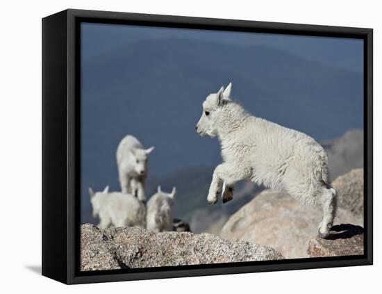 Mountain Goat Kid Jumping, Mt Evans, Arapaho-Roosevelt Nat'l Forest, Colorado, USA-James Hager-Framed Stretched Canvas