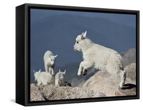 Mountain Goat Kid Jumping, Mt Evans, Arapaho-Roosevelt Nat'l Forest, Colorado, USA-James Hager-Framed Stretched Canvas