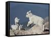 Mountain Goat Kid Jumping, Mt Evans, Arapaho-Roosevelt Nat'l Forest, Colorado, USA-James Hager-Framed Stretched Canvas