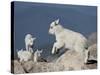 Mountain Goat Kid Jumping, Mt Evans, Arapaho-Roosevelt Nat'l Forest, Colorado, USA-James Hager-Stretched Canvas
