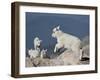 Mountain Goat Kid Jumping, Mt Evans, Arapaho-Roosevelt Nat'l Forest, Colorado, USA-James Hager-Framed Photographic Print