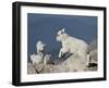 Mountain Goat Kid Jumping, Mt Evans, Arapaho-Roosevelt Nat'l Forest, Colorado, USA-James Hager-Framed Photographic Print