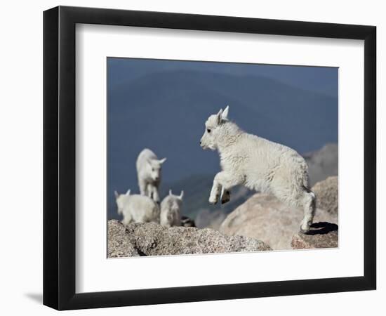 Mountain Goat Kid Jumping, Mt Evans, Arapaho-Roosevelt Nat'l Forest, Colorado, USA-James Hager-Framed Photographic Print