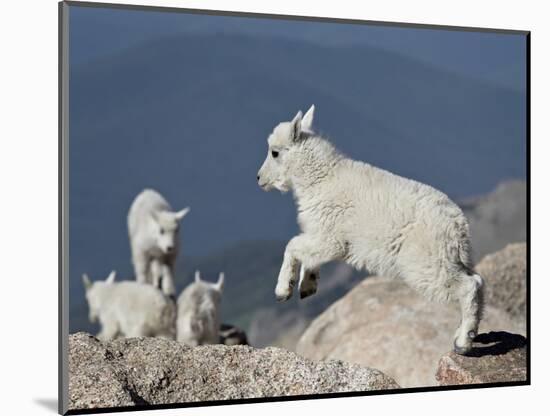 Mountain Goat Kid Jumping, Mt Evans, Arapaho-Roosevelt Nat'l Forest, Colorado, USA-James Hager-Mounted Photographic Print