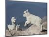 Mountain Goat Kid Jumping, Mt Evans, Arapaho-Roosevelt Nat'l Forest, Colorado, USA-James Hager-Mounted Photographic Print