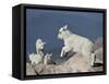 Mountain Goat Kid Jumping, Mt Evans, Arapaho-Roosevelt Nat'l Forest, Colorado, USA-James Hager-Framed Stretched Canvas