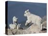 Mountain Goat Kid Jumping, Mt Evans, Arapaho-Roosevelt Nat'l Forest, Colorado, USA-James Hager-Stretched Canvas