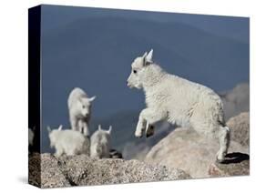 Mountain Goat Kid Jumping, Mt Evans, Arapaho-Roosevelt Nat'l Forest, Colorado, USA-James Hager-Stretched Canvas