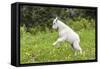 Mountain Goat Kid Kicks Up His Heels in Glacier National Park, Montana, USA-Chuck Haney-Framed Stretched Canvas