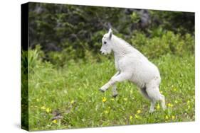 Mountain Goat Kid Kicks Up His Heels in Glacier National Park, Montana, USA-Chuck Haney-Stretched Canvas