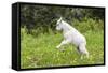 Mountain Goat Kid Kicks Up His Heels in Glacier National Park, Montana, USA-Chuck Haney-Framed Stretched Canvas